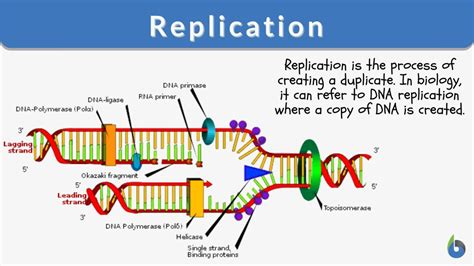 biological replicates|biological replicates definition.